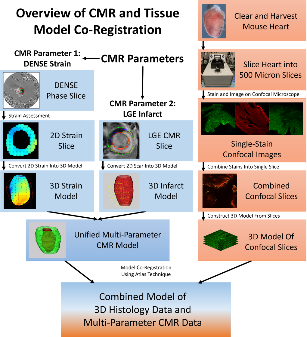 Heart Model Co-Registration