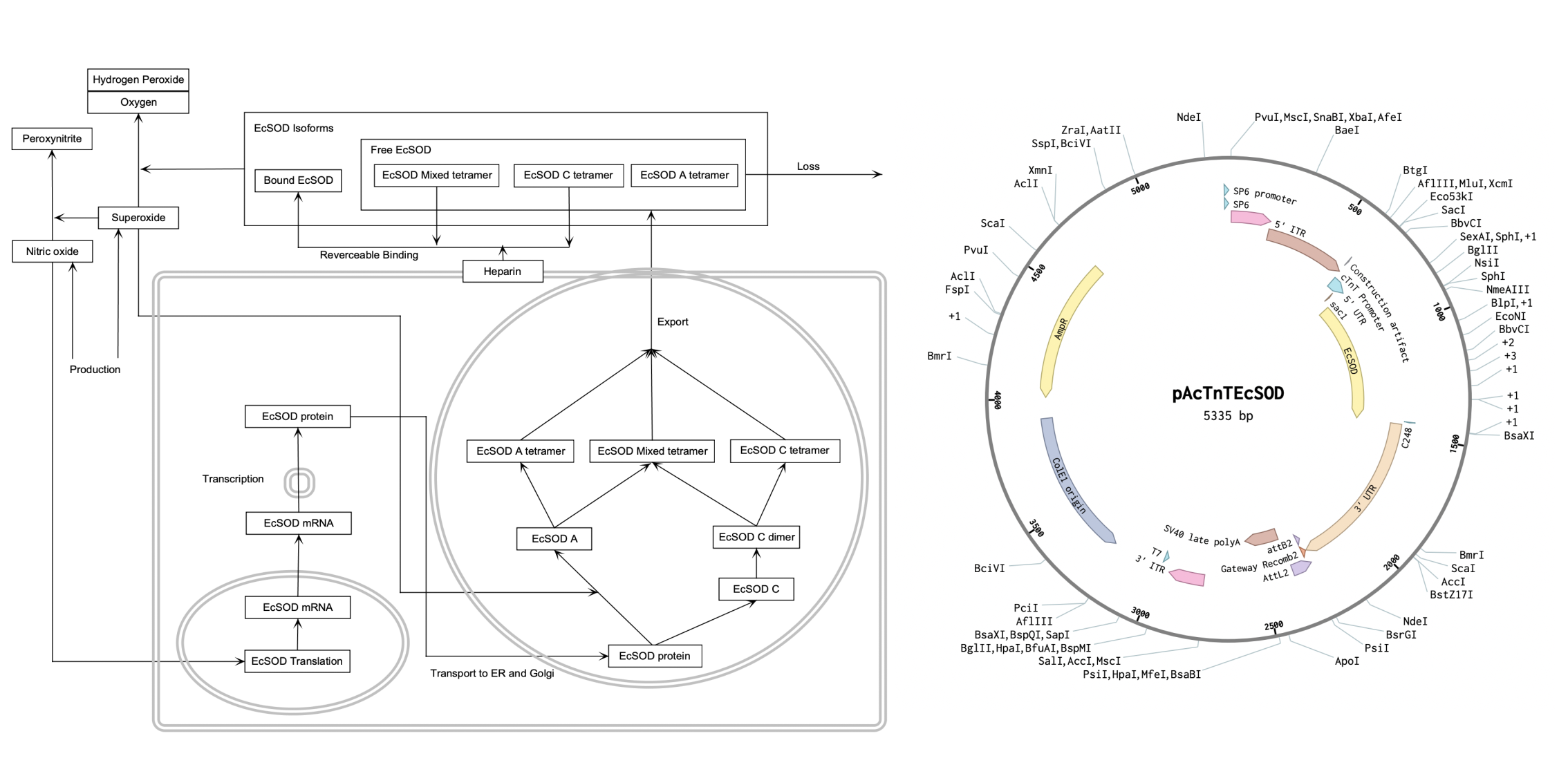 EcSOD Gene Therapy